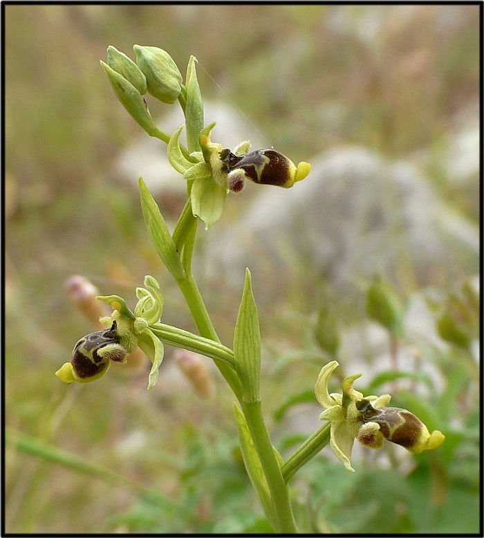 Ophrys conradiae